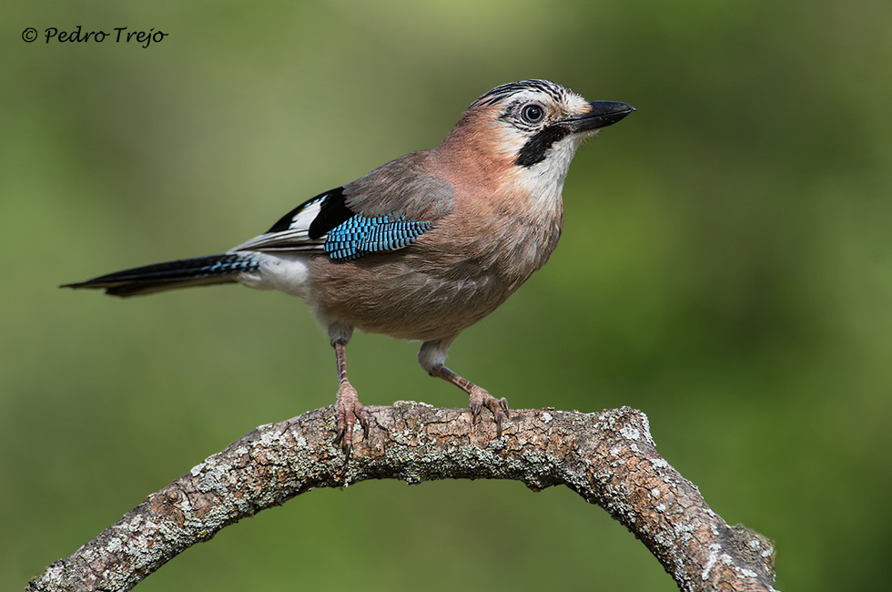 Arrendajo (Garrulus glandarius)